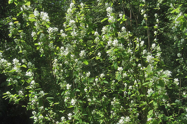 Western Mock Orange